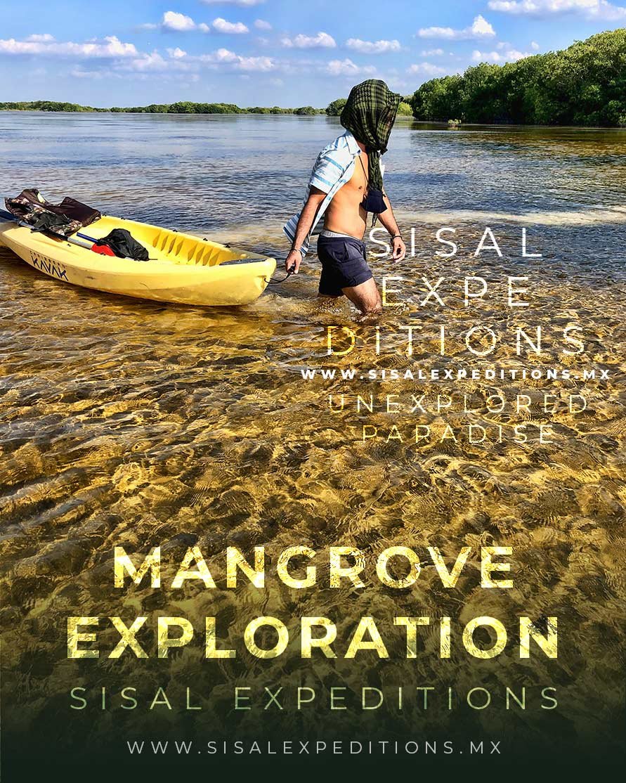 Canales manglar Sisal