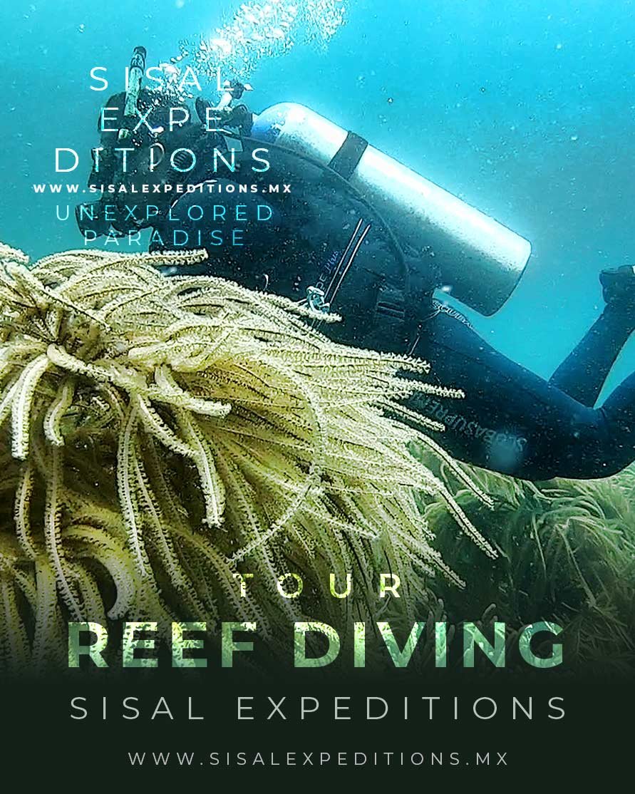 Buceo en arrecife Mar de Sisal Sisal