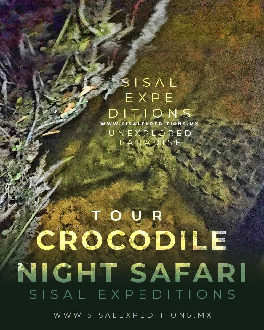 Safari nocturno cocodrilos Sisal