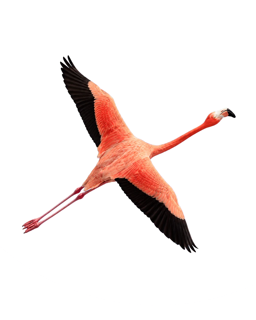 Flamingo Sisal