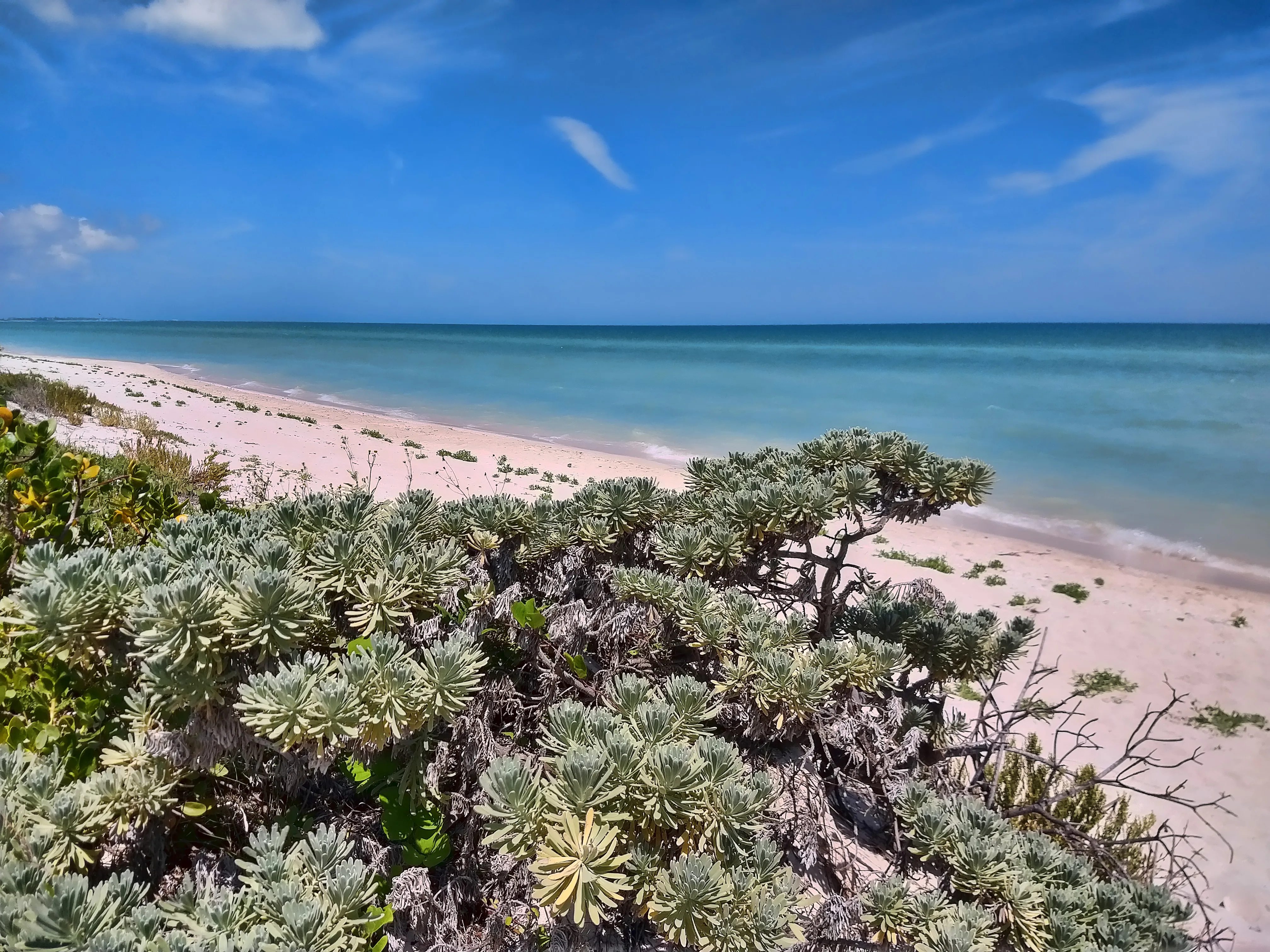 Manglar