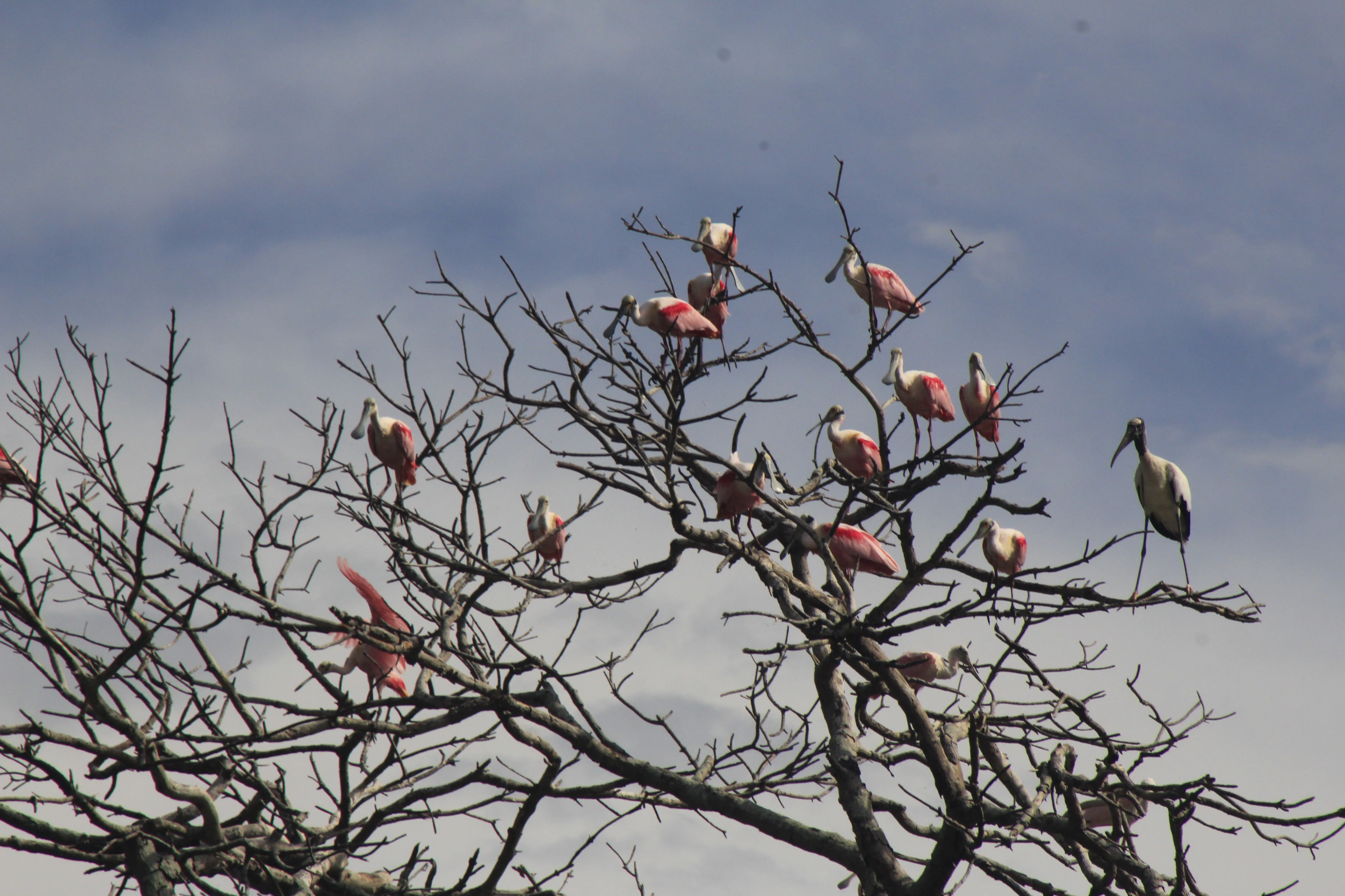 Flamencos