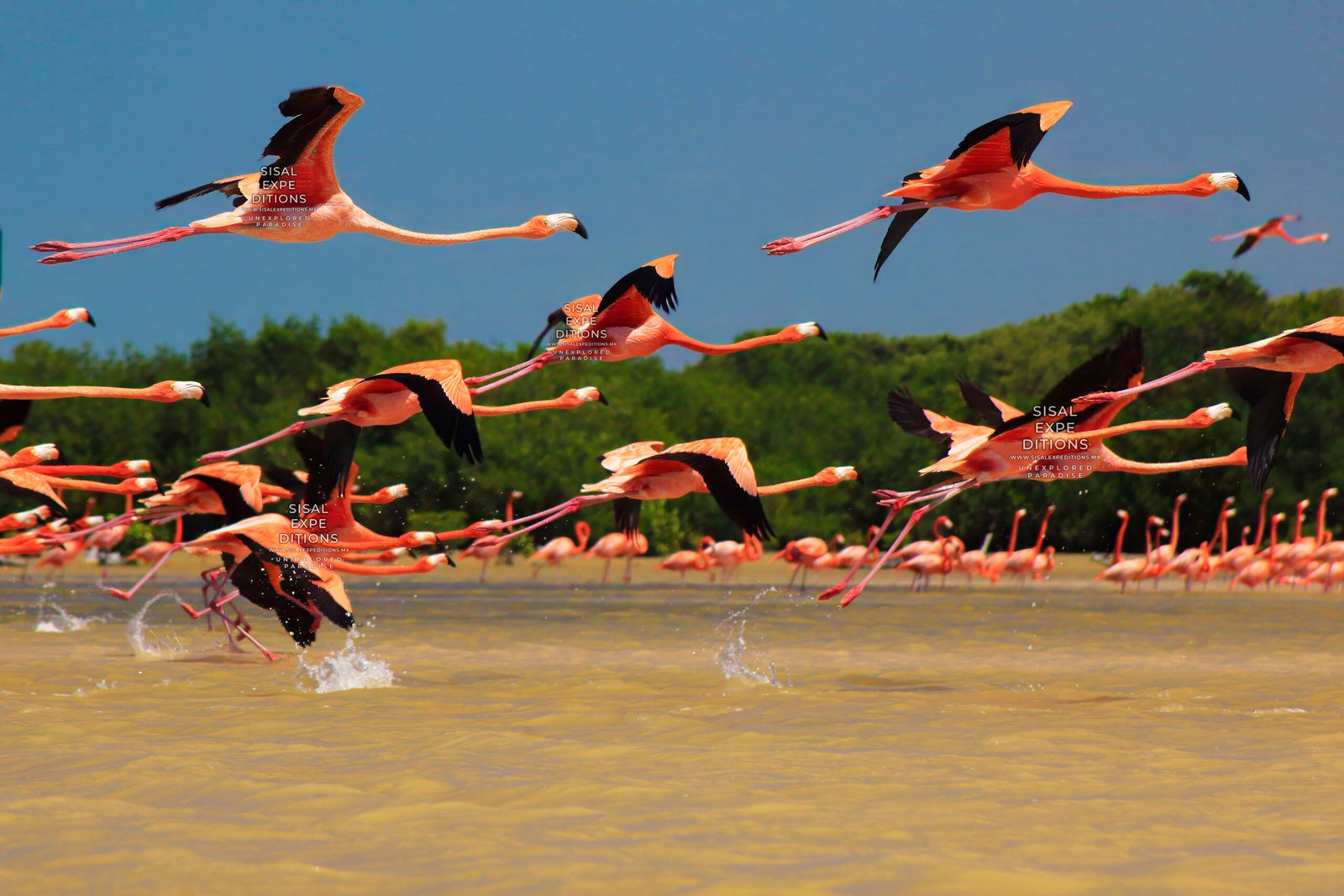 Safari Flamingo